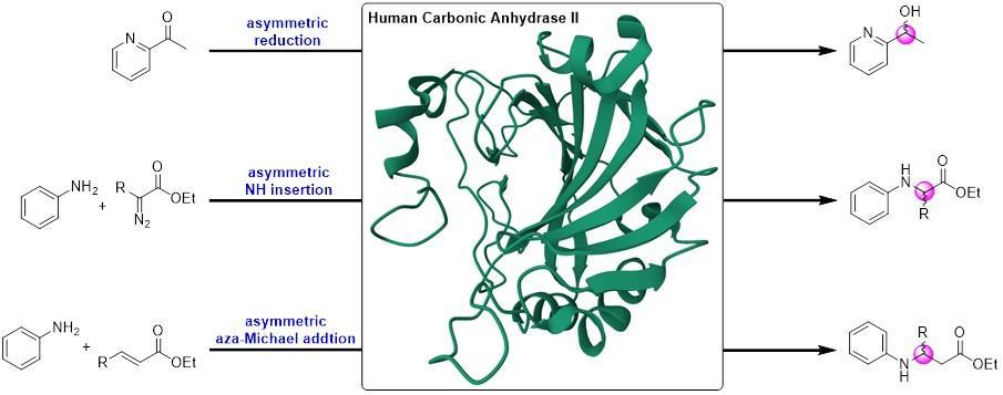Carbonic Anhydrase Reactions