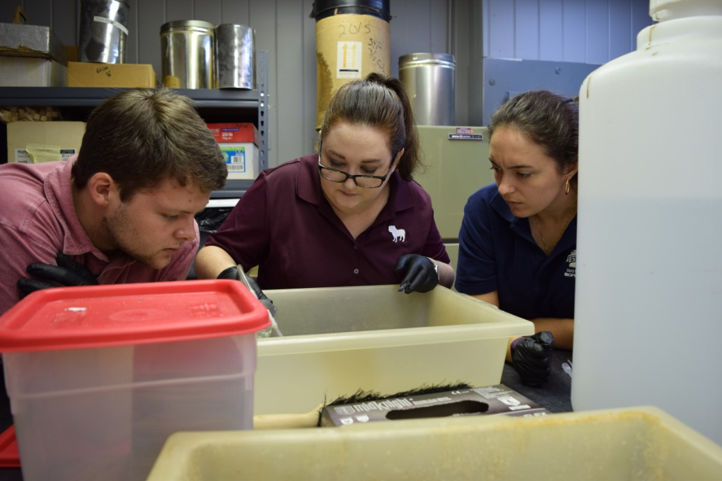 Dr. Stokes instructs Joseph Blankenship and Dr. Maryam Mohammadi-Aragh on the sorting of termites for testing.
