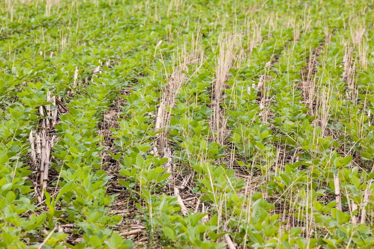 Curved rows of soybeans planted on a cereal rye cover crop
