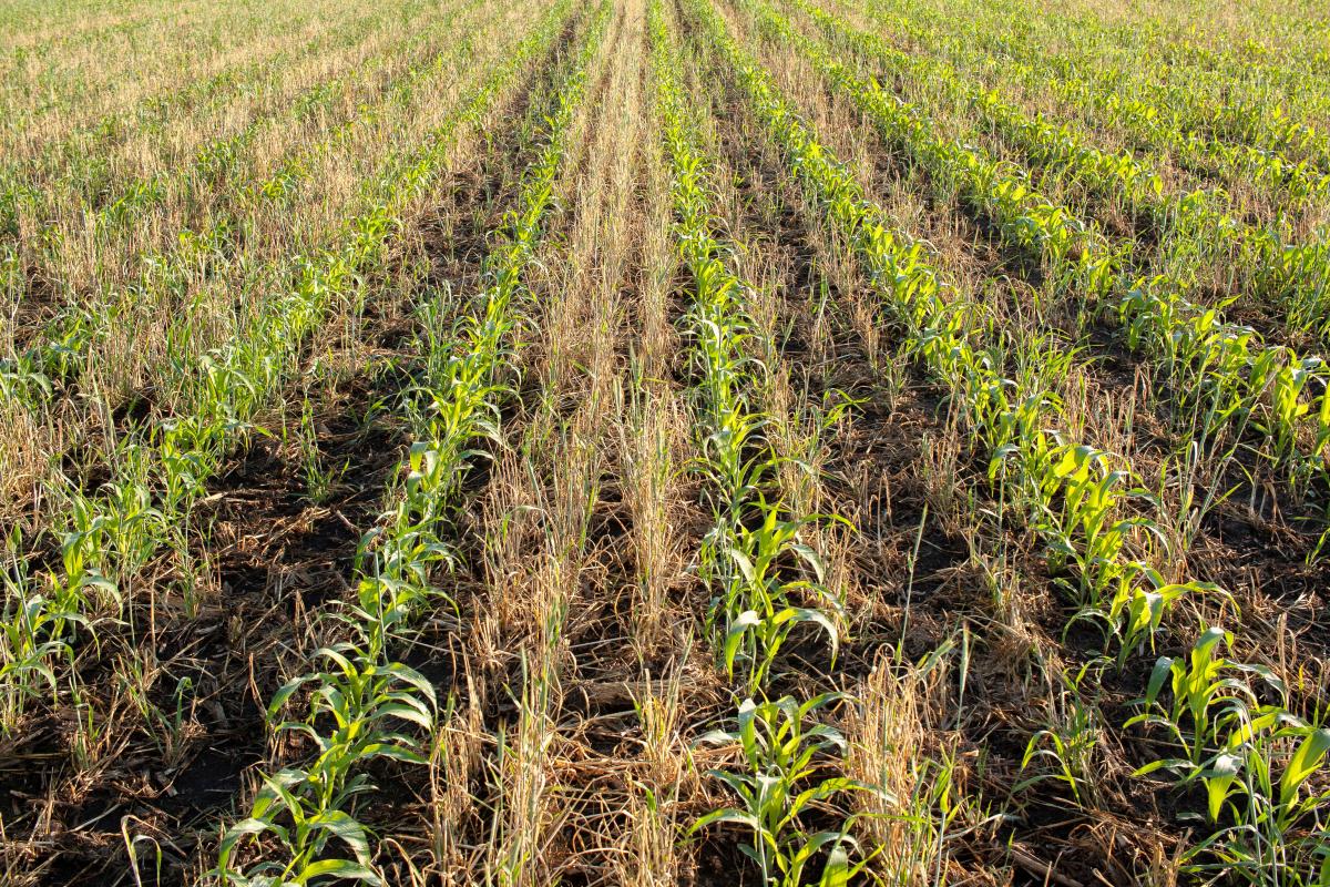 Rows of young corn growing between rows of dying cereal rye