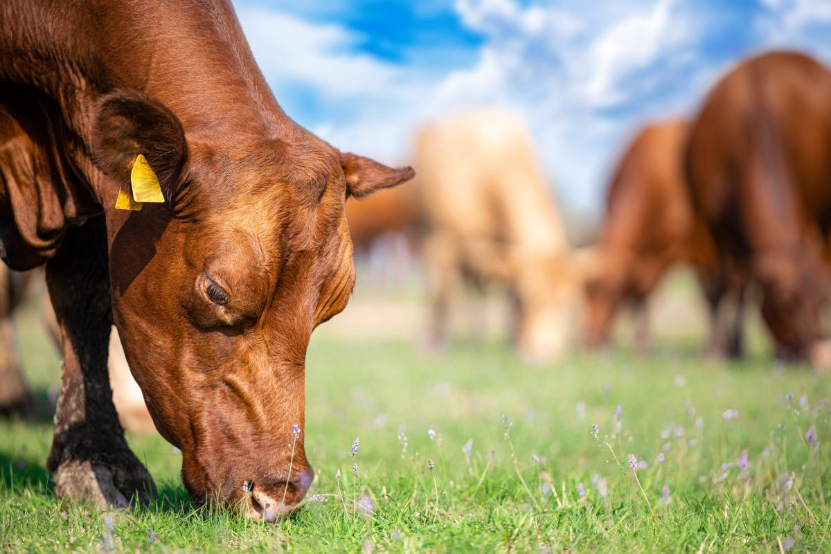Close up view of healthy cow grazing outdoor in a grassy field on a sunny day with beautiful scenery