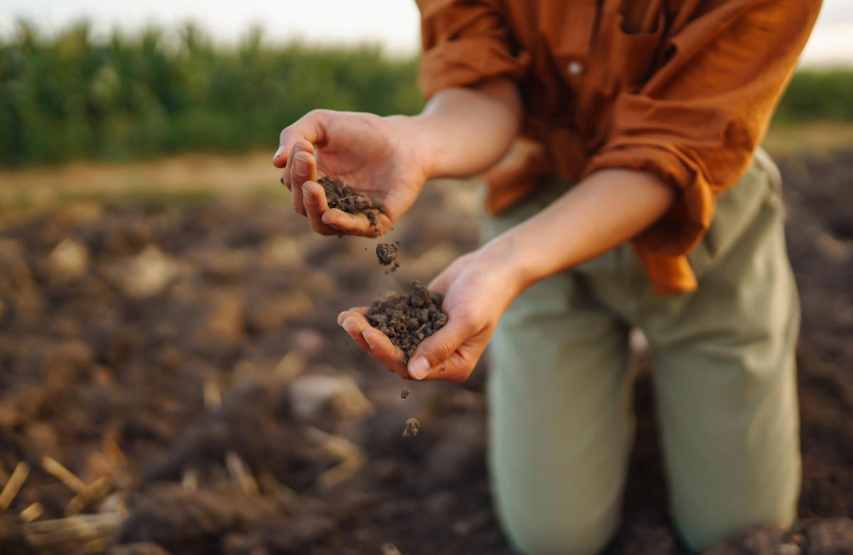 Foreground features an individual who is transferring a handful of dirt between their hands, with a corn field in the background